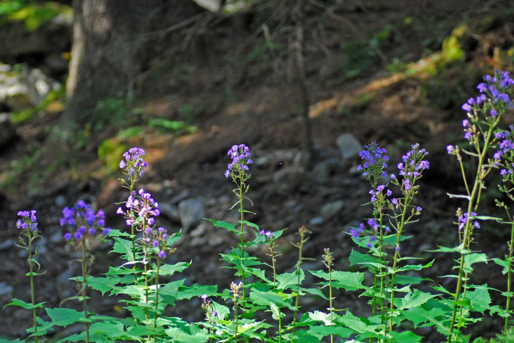 C'' una pianta nel bosco ,,,Cicerbita alpina